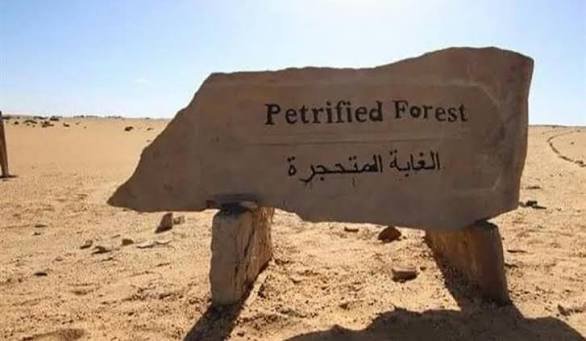 محمية الأشجار المتحجرة — صورة 6