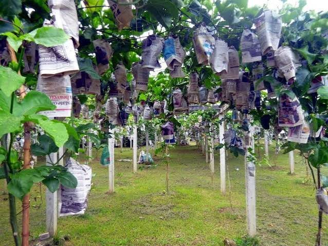 حديقة الفواكه — صورة 3