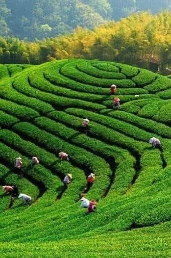 مزارع ومصانع الشاي — صورة 4