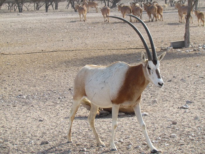 منتزه الحياه البريه العربيه — صورة 16