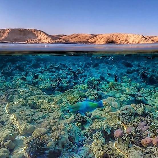 محمية رأس محمد — صورة 17