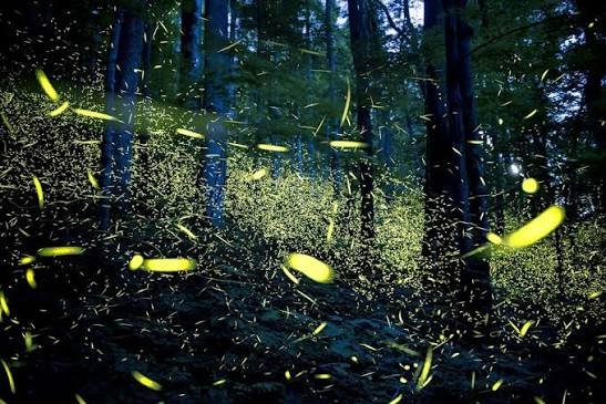 حديقه الفراشات — صورة 7