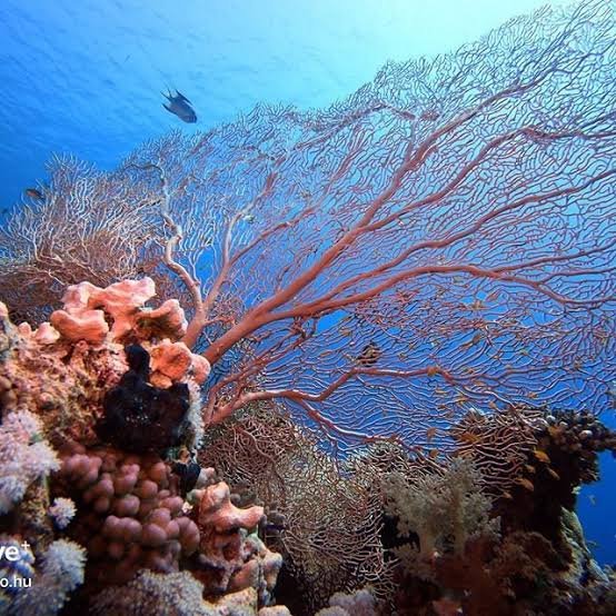 الغوص والسنوركلينج — صورة 17