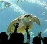 الاكواريوم — صورة 7