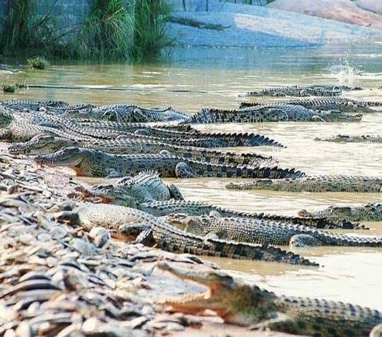 حديقة صخرة المليون سنه ومزرعة التتماسيح — صورة 6