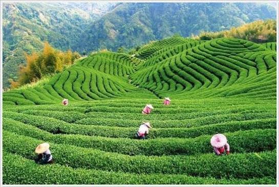 مزارع ومصانع الشاي — صورة 2