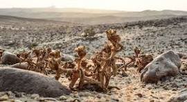 محمية الأشجار المتحجرة — صورة 1