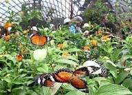 حديقه الفراشات — صورة 15