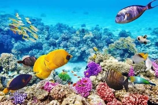 محمية نبق — صورة 3