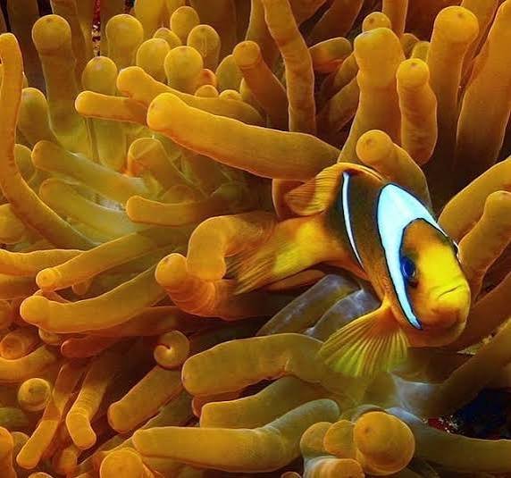 محمية رأس محمد — صورة 12