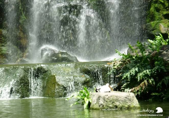 حديقة الطيور — صورة 12