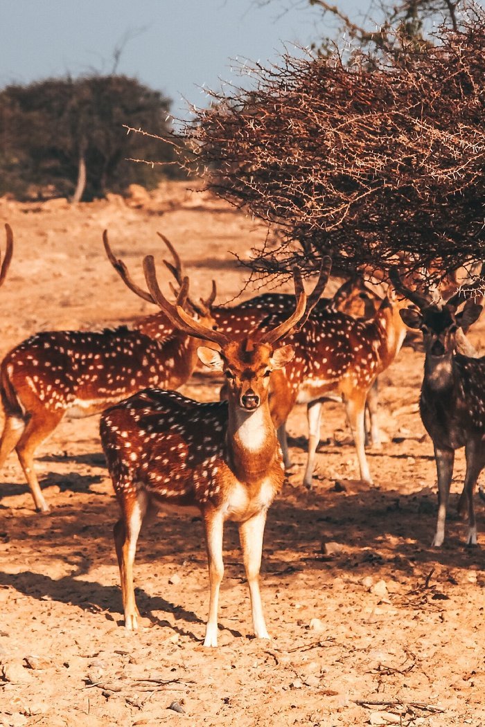 منتزه الحياه البريه العربيه — صورة 5