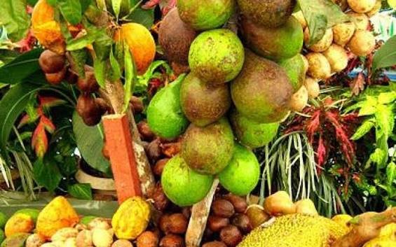 حديقة الفواكه — صورة 10