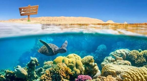 جزر الجفتون — صورة 12
