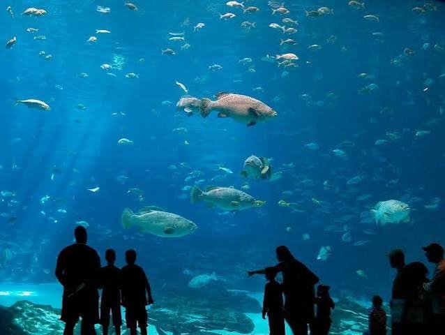 aquaria klcc — صورة 3