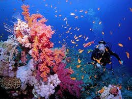 الغوص والسنوركلينج — صورة 6