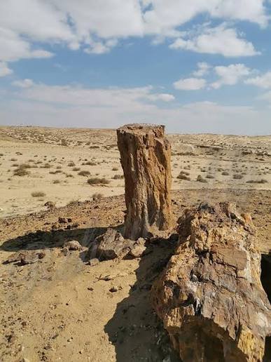 محمية الأشجار المتحجرة — صورة 4