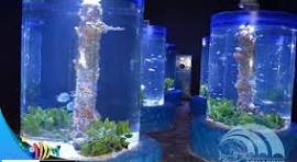 الاكواريوم — صورة 8