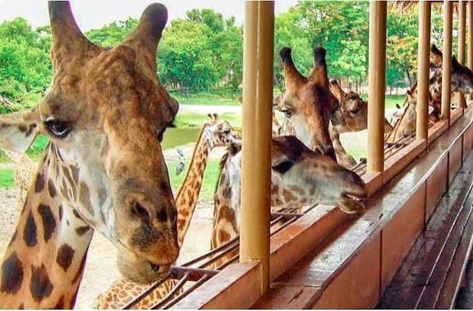 سفاري رورلد بانكوك — صورة 9