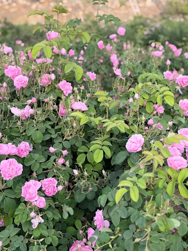 مزارع الورد الطائفي — صورة 4
