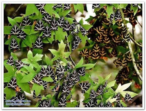 وادي الفراشات — صورة 5