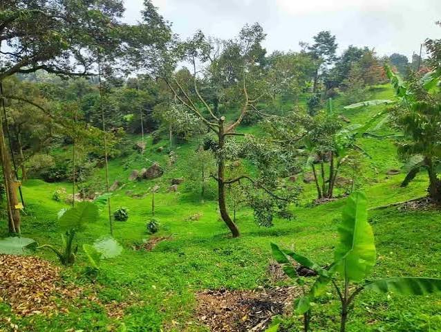 حديقة بوذا السريه — صورة 8