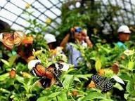 حديقه الفراشات — صورة 3