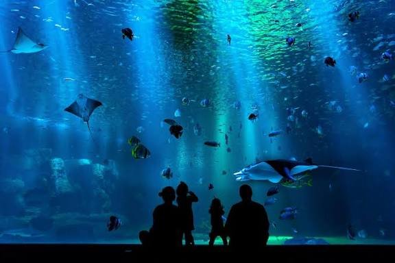 الاكواريوم — صورة 13