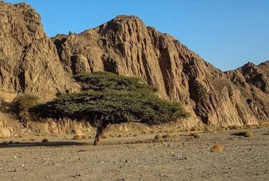 محمية وادي الجمال — صورة 6