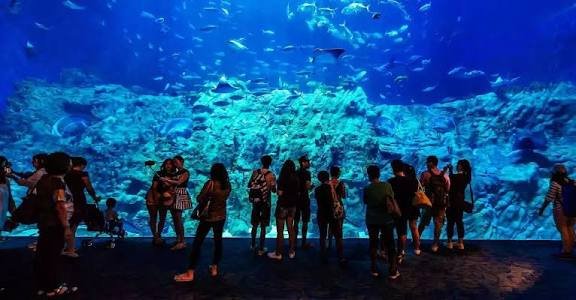الاكواريوم — صورة 17