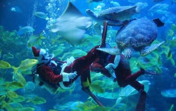 aquaria klcc — صورة 11