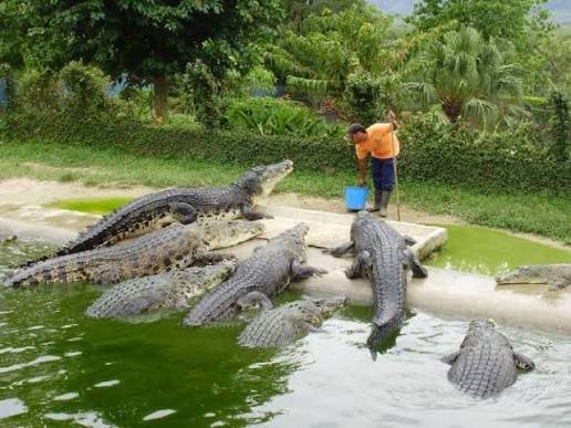 حديقة التماسيح — صورة 9
