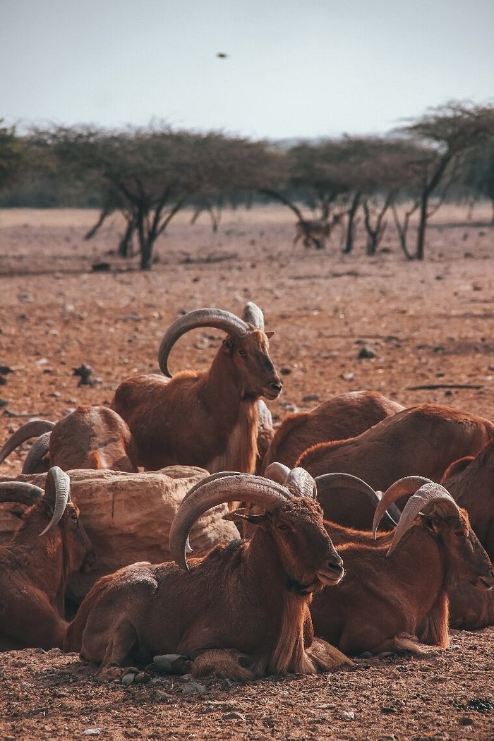 منتزه الحياه البريه العربيه — صورة 3