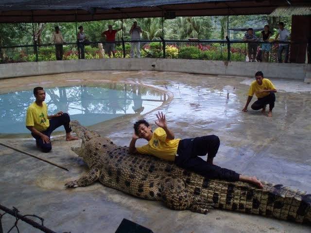 حديقة التماسيح — صورة 6