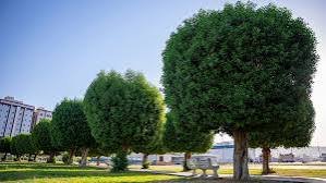 حديقة اراك — صورة 1