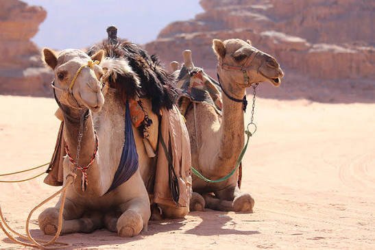 ركوب الجمال — صورة 2