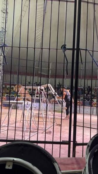 السيرك — صورة 1