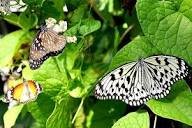 حديقه الفراشات — صورة 5