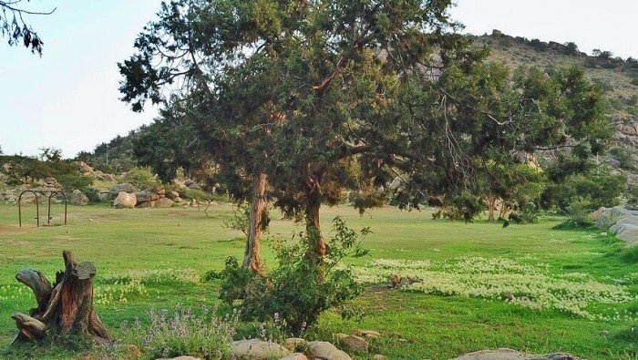 حديقة الامير سلطان — صورة 3