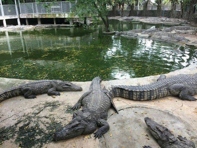 حديقة صخرة المليون سنه ومزرعة التتماسيح — صورة 5
