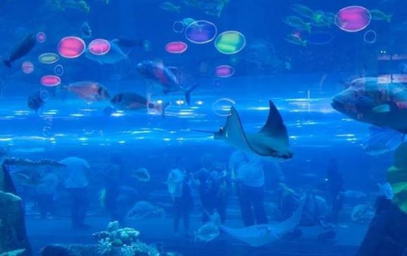 الاكواريوم — صورة 12