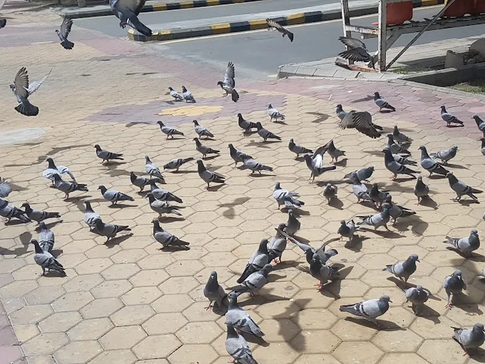 حديقة محبس الجن — صورة 2