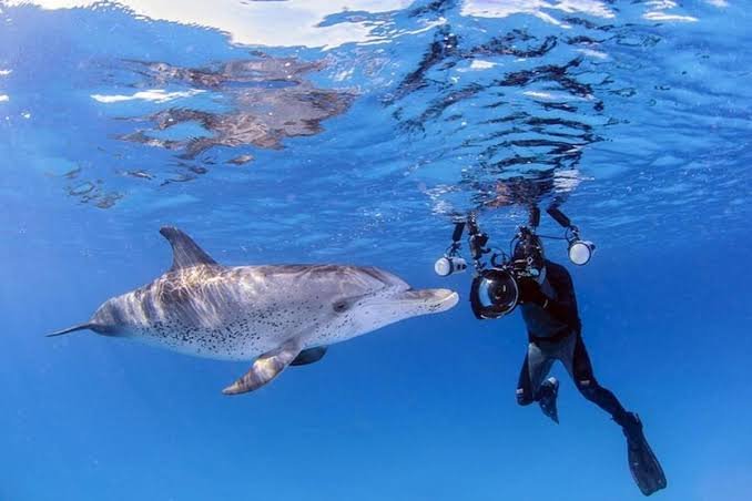 الدولفين هاوس — صورة 12